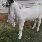 مشروع فحل مطور