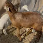 سواكنى توه مثنى فل شحم