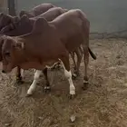 حسلان بلدي تم البيع