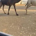 لقحة مجهم كفو على ولد قعودان الجزيره