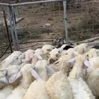 طليان ورخال 34 راس حري كفو