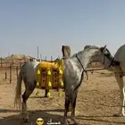 حصان واهو