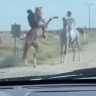 حصان كفو شعبي