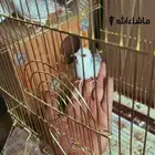يمامة الماسي