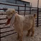 تيس اصفر عارضي