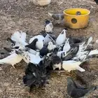 حمام مشكل