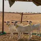 جفار بيشيات