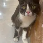 قطه ذكر شيرازي وليفه عمره 8شهور