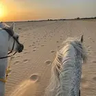 تدريب ركوب خيل الاحساء