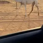 مفروده على بعير الحاكم بن قريع