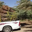مجدول حوشانة شمشولة شهل شرازيه