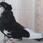 حمام زينه