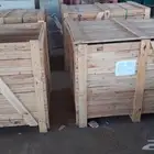راس كهرب 500 خريف وصيني جديد