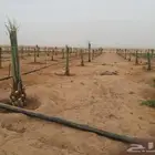 فروخ نخل جثايث نقايل