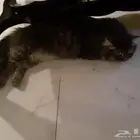 قط لتبني لعوب