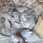 تمر حويل للبيع