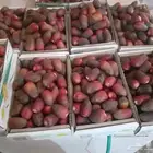 تمور القصيم   جميع انواع التمور ويوجد توصيل للكميات