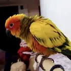 صن كنيور هدد متكلم عاليد اليف