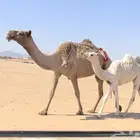 عشرا صفراء حدرها بكره