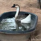 جوز وز عراقي اصيل الكوبرا للبيع
