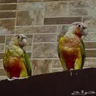 زوج كنيور اناناس