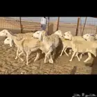 غنم حريات رخال العدد20 راس