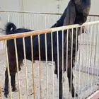 تيس فحل مشروك العمر 10 شهور جرم ناهي