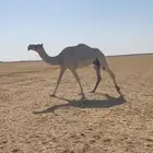 ضروبه وضحا شاق