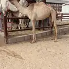 حقه سابق