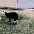 خروف نجدي