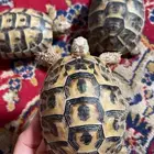 للبيع سلاحف بريه سورية مستوردة