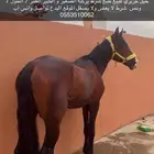 خيل