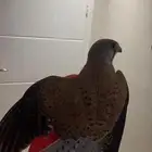 شبوط طرح اليوم وحش سليم شرط