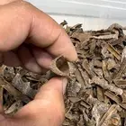 زوايا تراد تايلندي