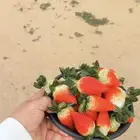 شتلات فراوله البيع مستعجل