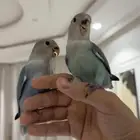 فروخ روز للحجز