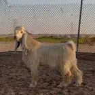تيس اصفر عارضي