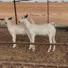 جفار بيشيات