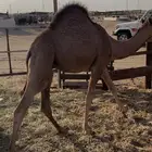 قعدان للبيع