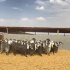 معزا عوارض صنف