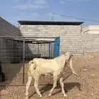 تيس هولندي جذع