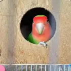 روز ذكر اليف فيه خوف للبدل ب انثى كروان