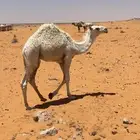 قعود