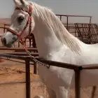 حصان واهو