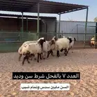 غنم حيل معهن فحلهن