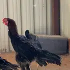 طقم دجاج اذناب الهند