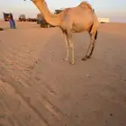 قعود كفوو فحل