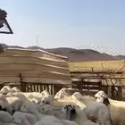 طليان ورخال 42 على 720