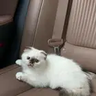 قطه هملايا للتبني العمر 3 اشهر