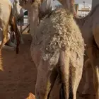 حاشي